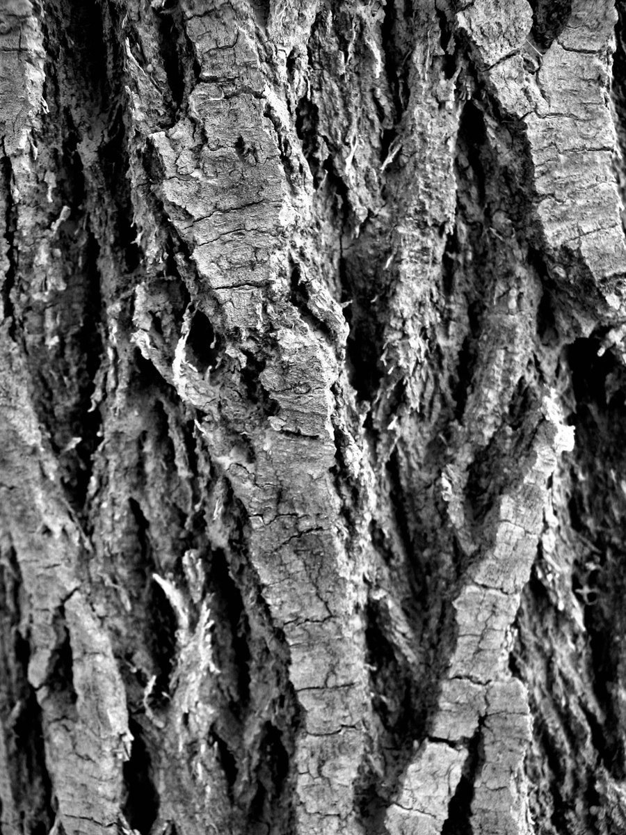 close up of the bark of a tree with black background