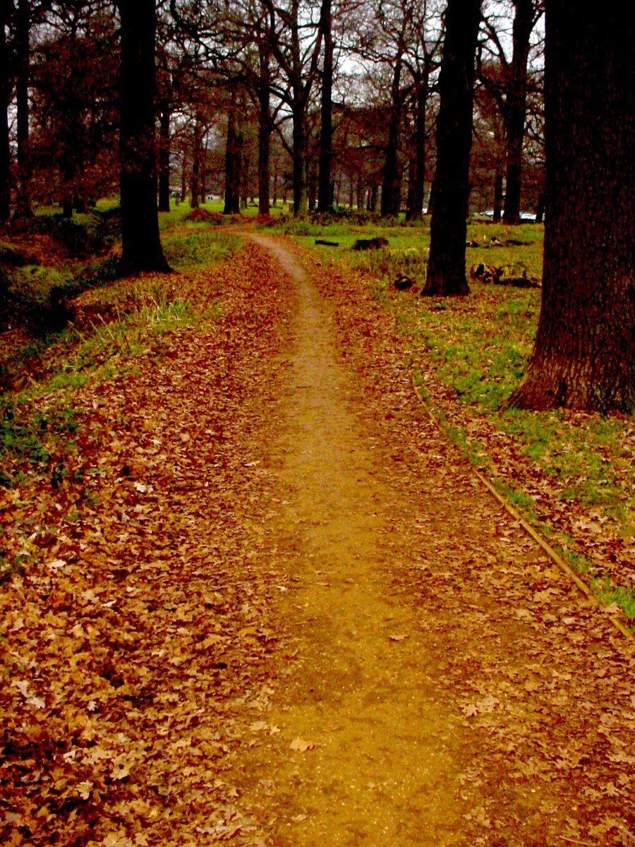 the path leads to trees lined with fall leaves