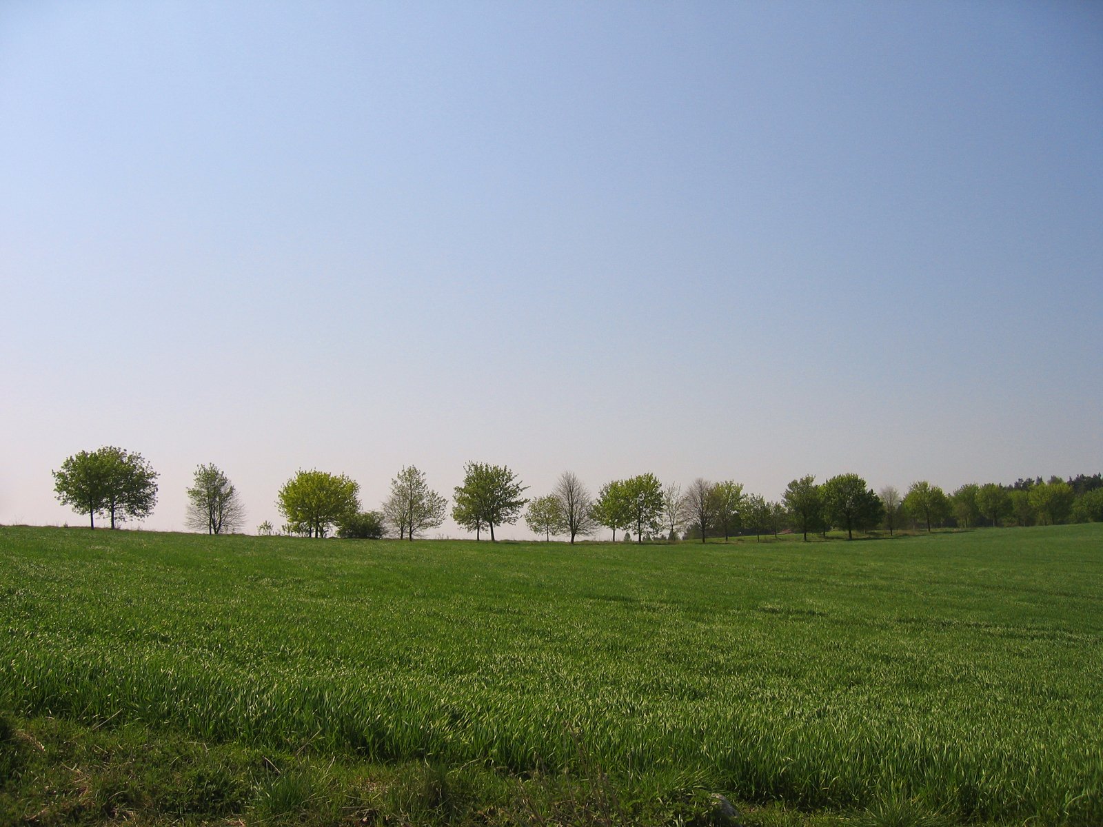 a field with green grass, trees and a hill in the distance