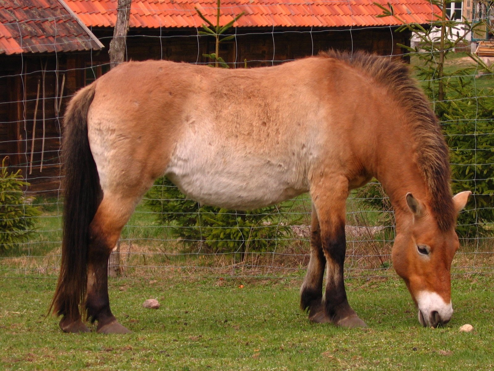 a horse grazing on grass next to a fence