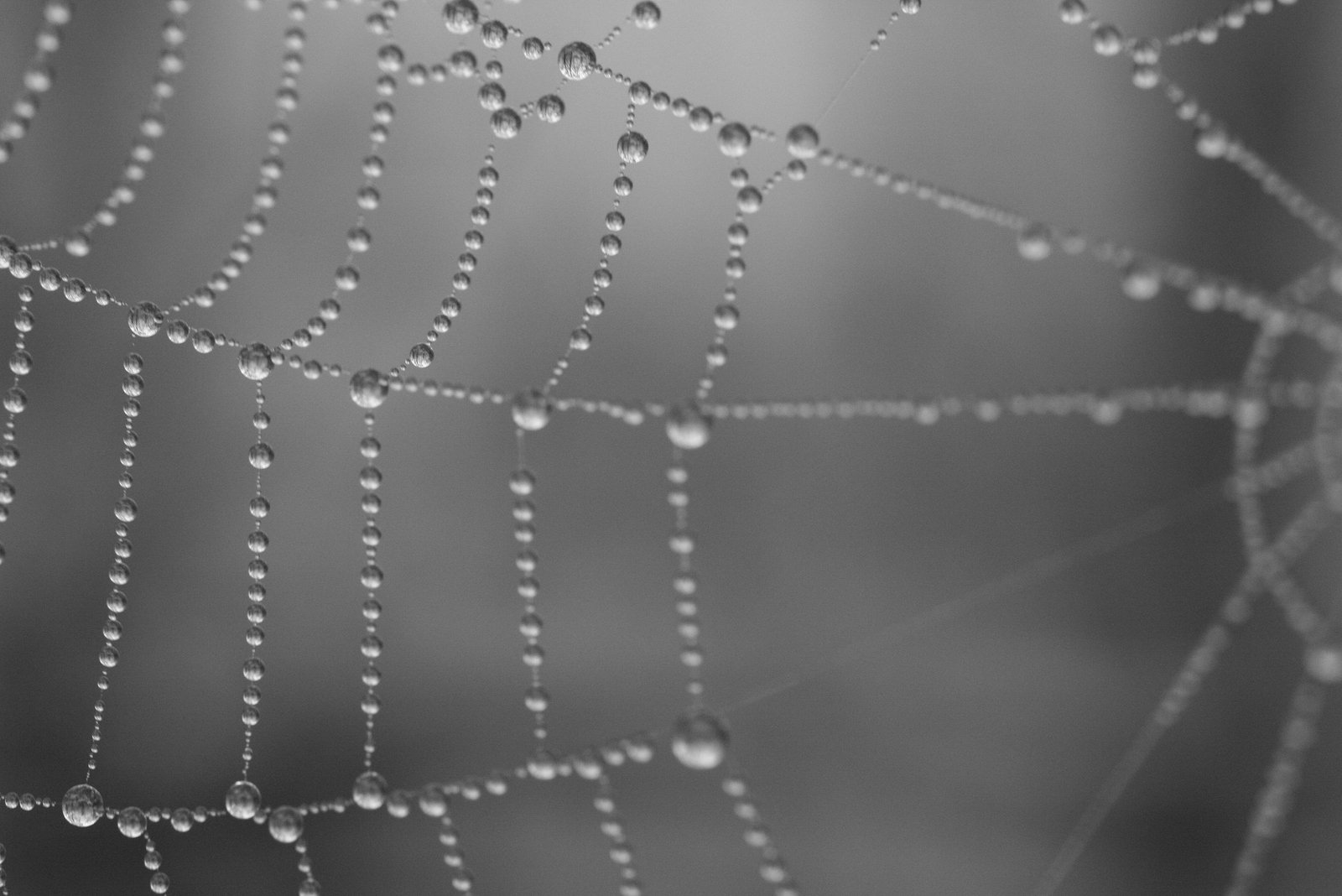 drops on the web with water droplets on it