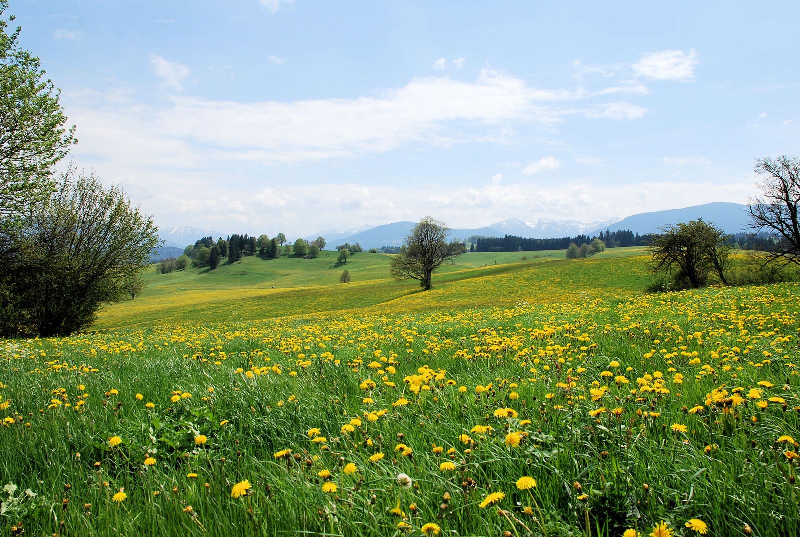 a large grassy field with yellow flowers in the foreground and hills and trees