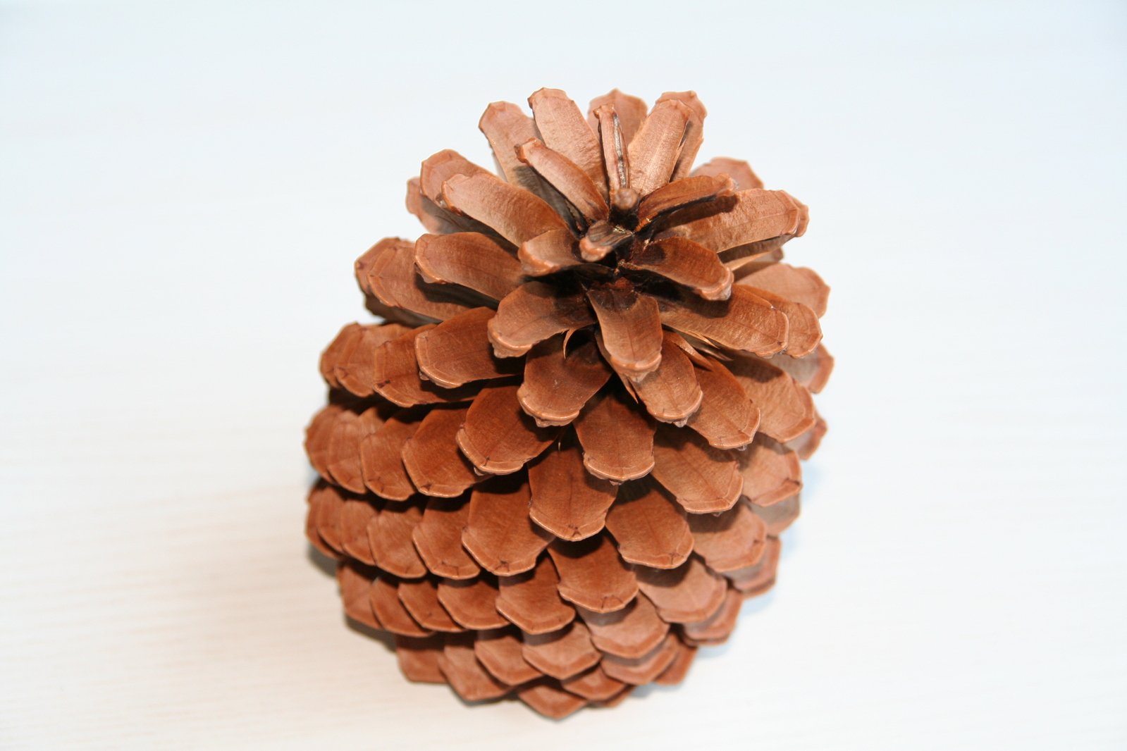 pine cone sitting on a table in a white background