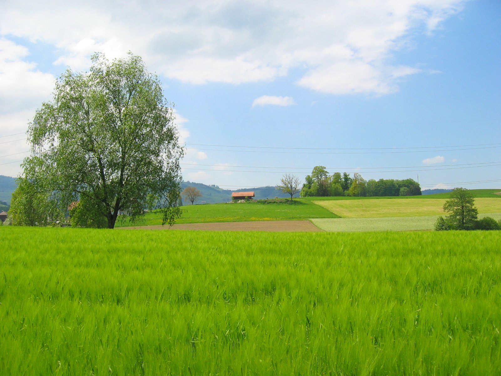 a large grassy field with green grass and trees