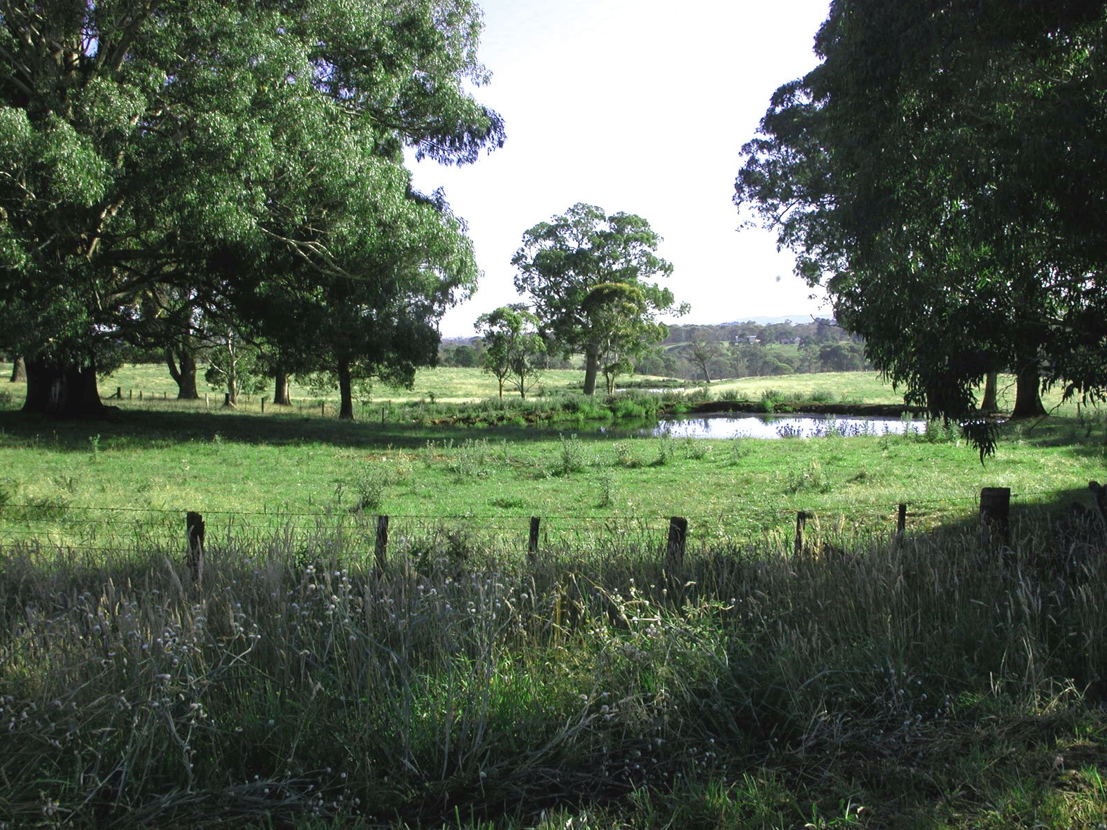 a green pasture with a pond and trees