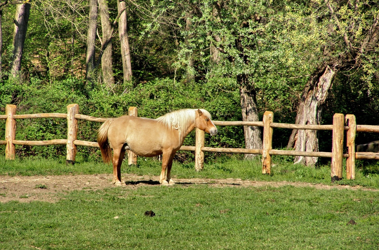 two horses in an enclosure are seen in the foreground