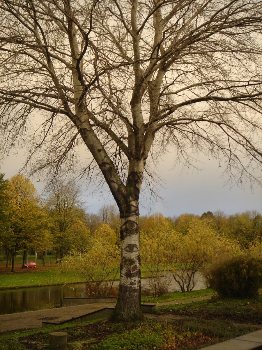 a tree near a park is bare and not yet blooming