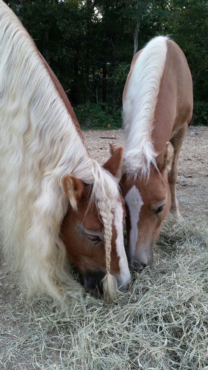 two horses in a field with hay under their legs