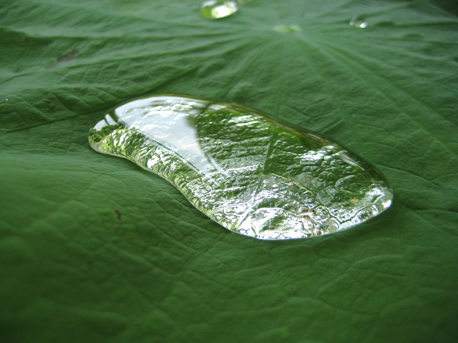 a leaf that is growing on top of it