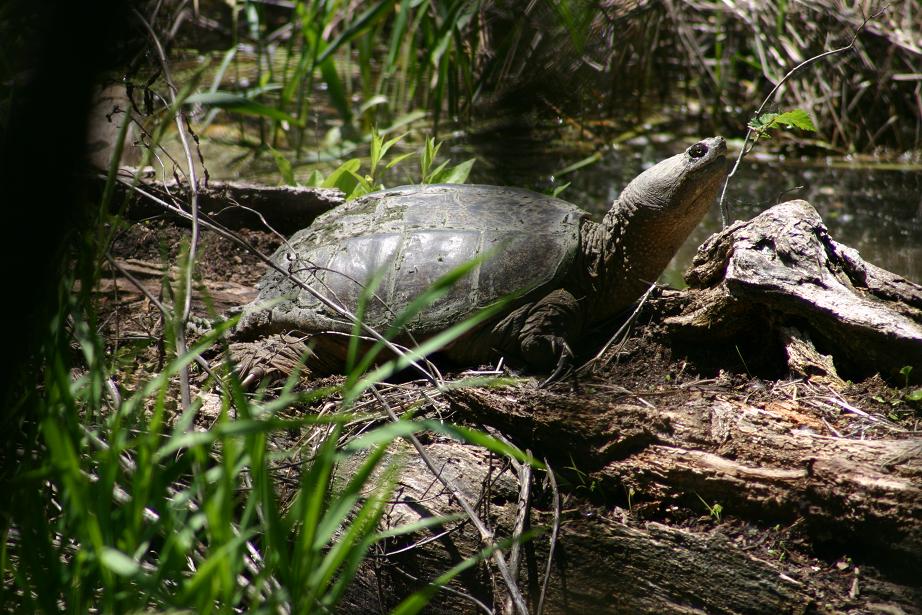 a large turtle on the ground in a wooded area