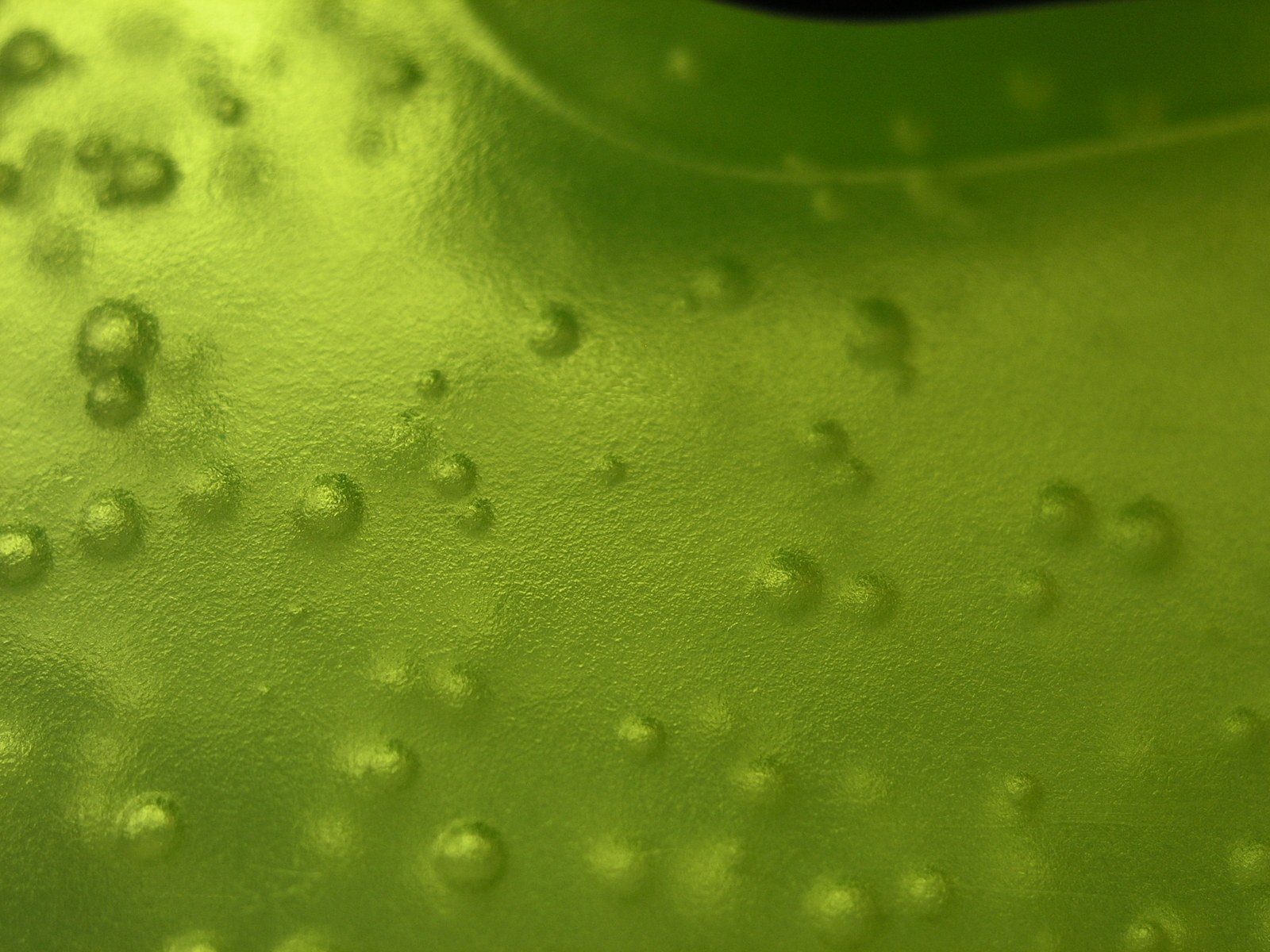 a green object with many tiny drops of water on it