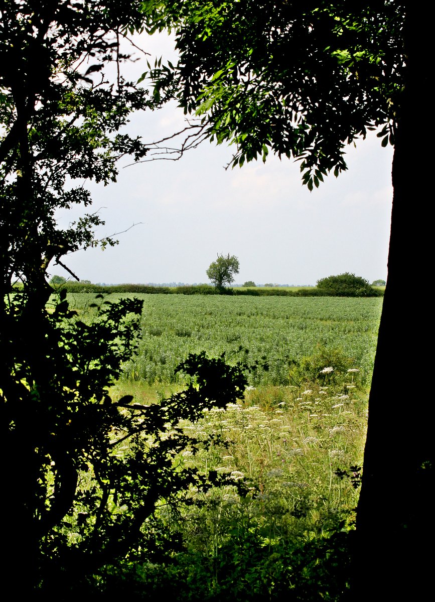 a field is seen through the trees near an area with grass