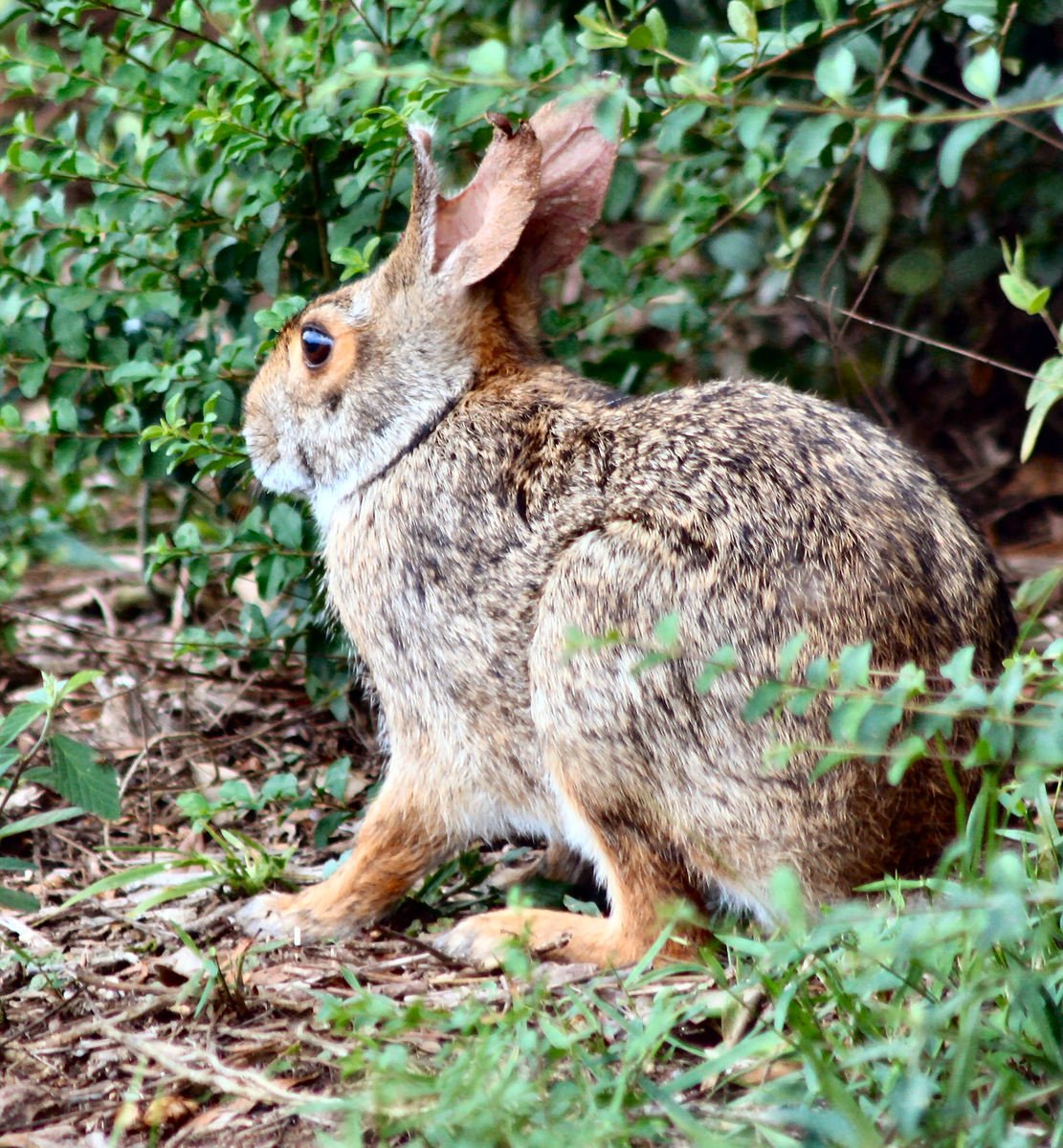 a rabbit with ears in front of some bushes