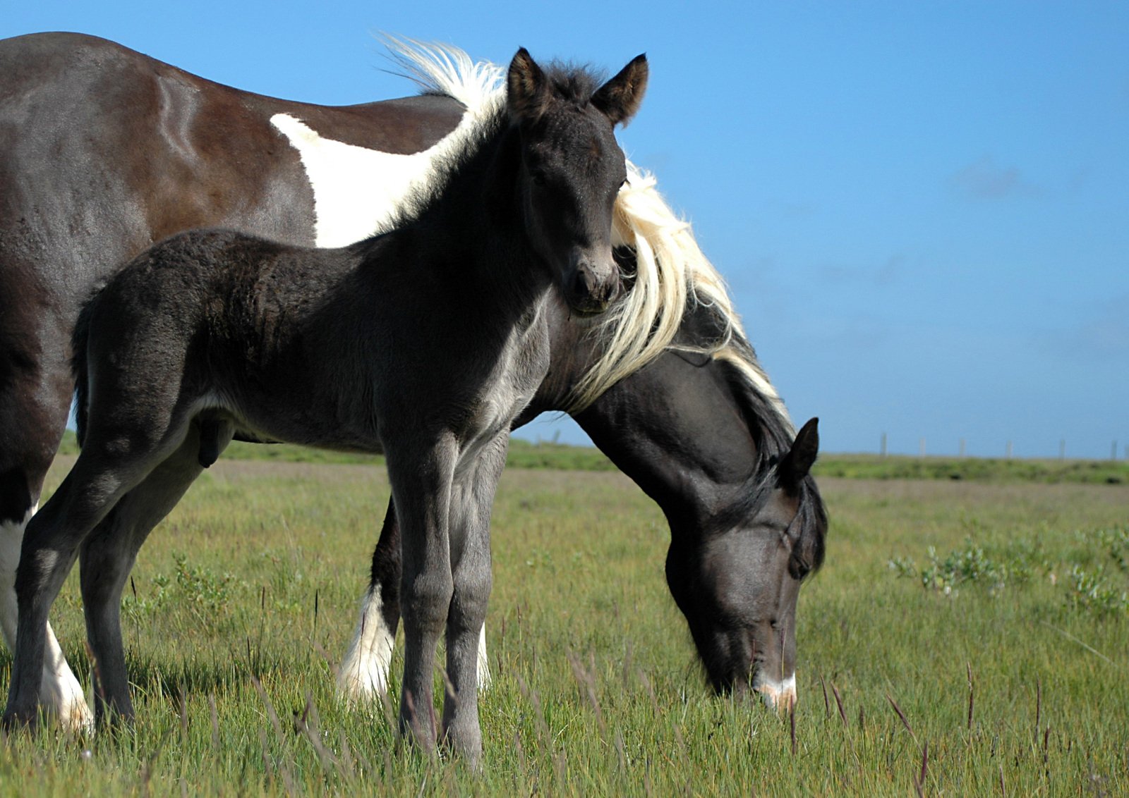 two horses on a green field of grass