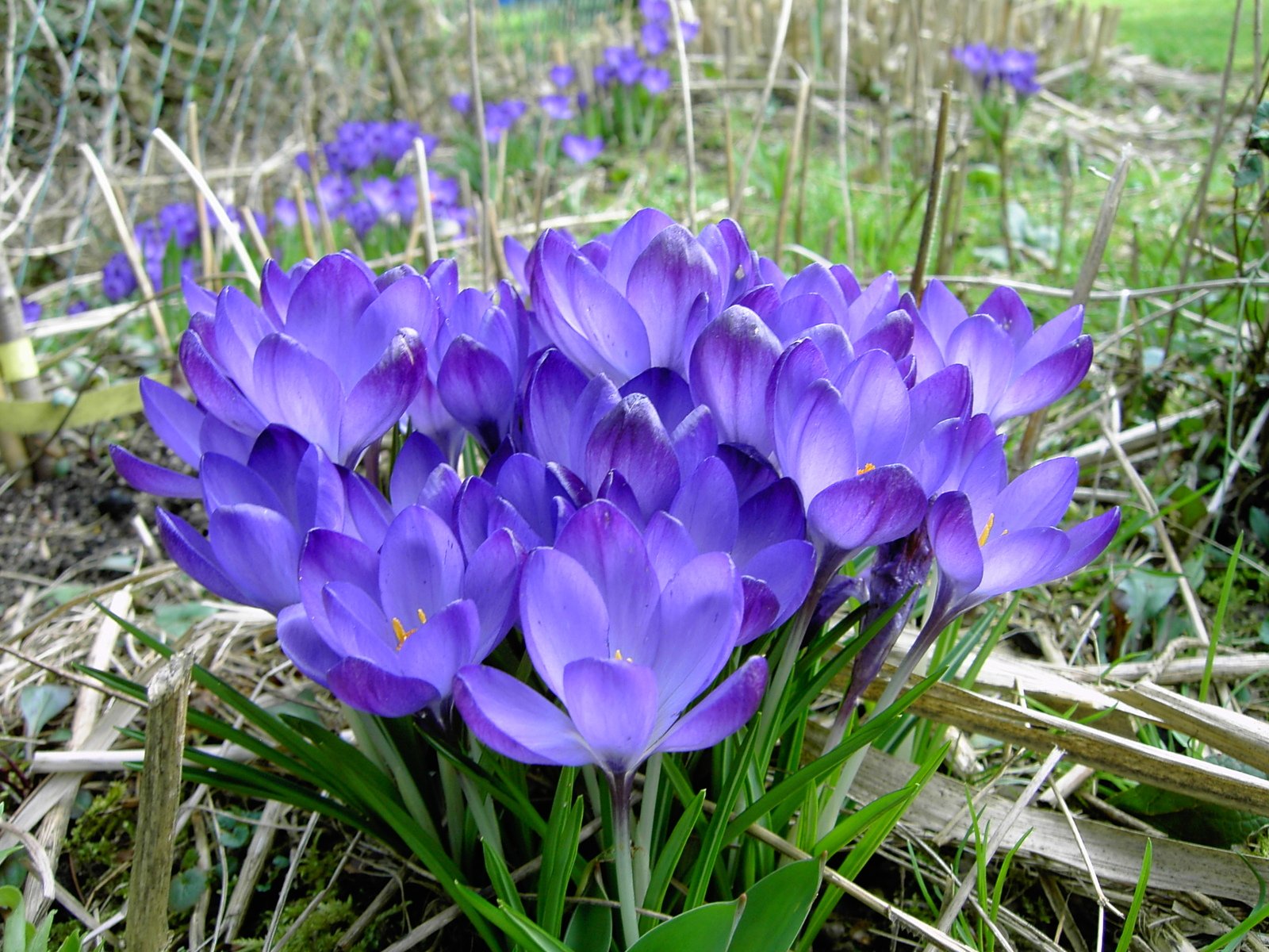 a field of purple flowers in the grass