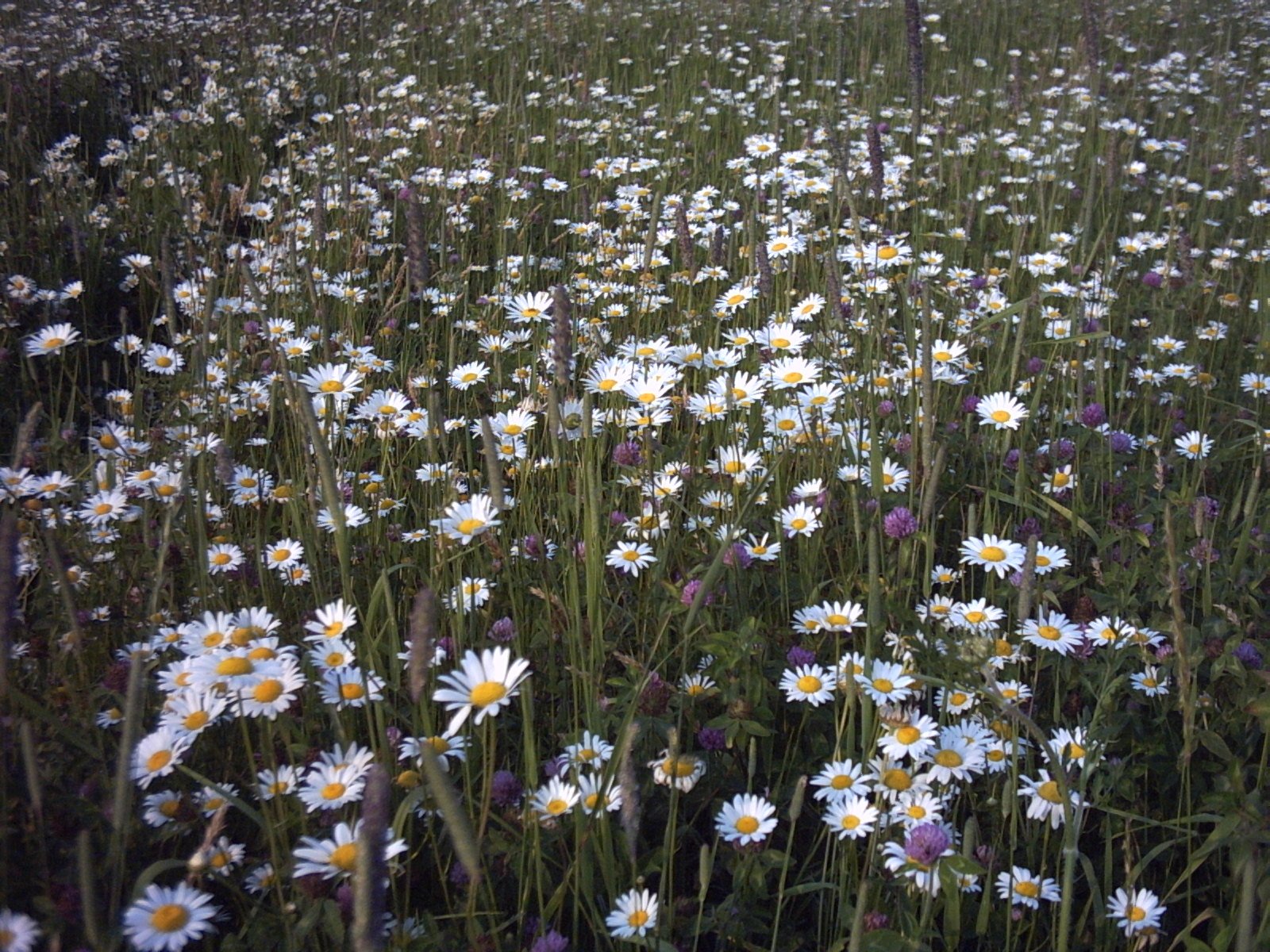 a field full of white and purple daisies