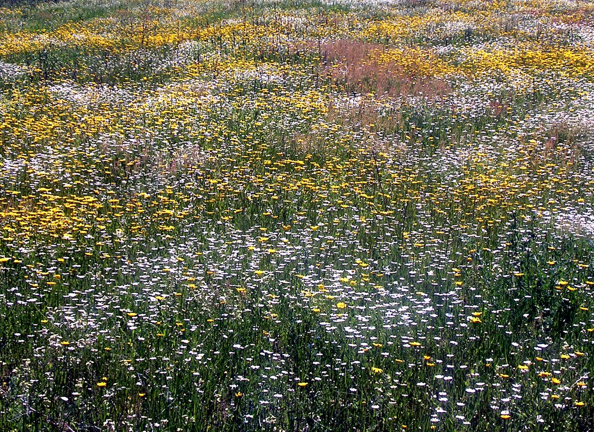 a fire hydrant is in an open field with daisies