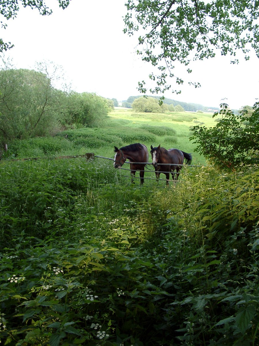 horses standing around in a lush green field