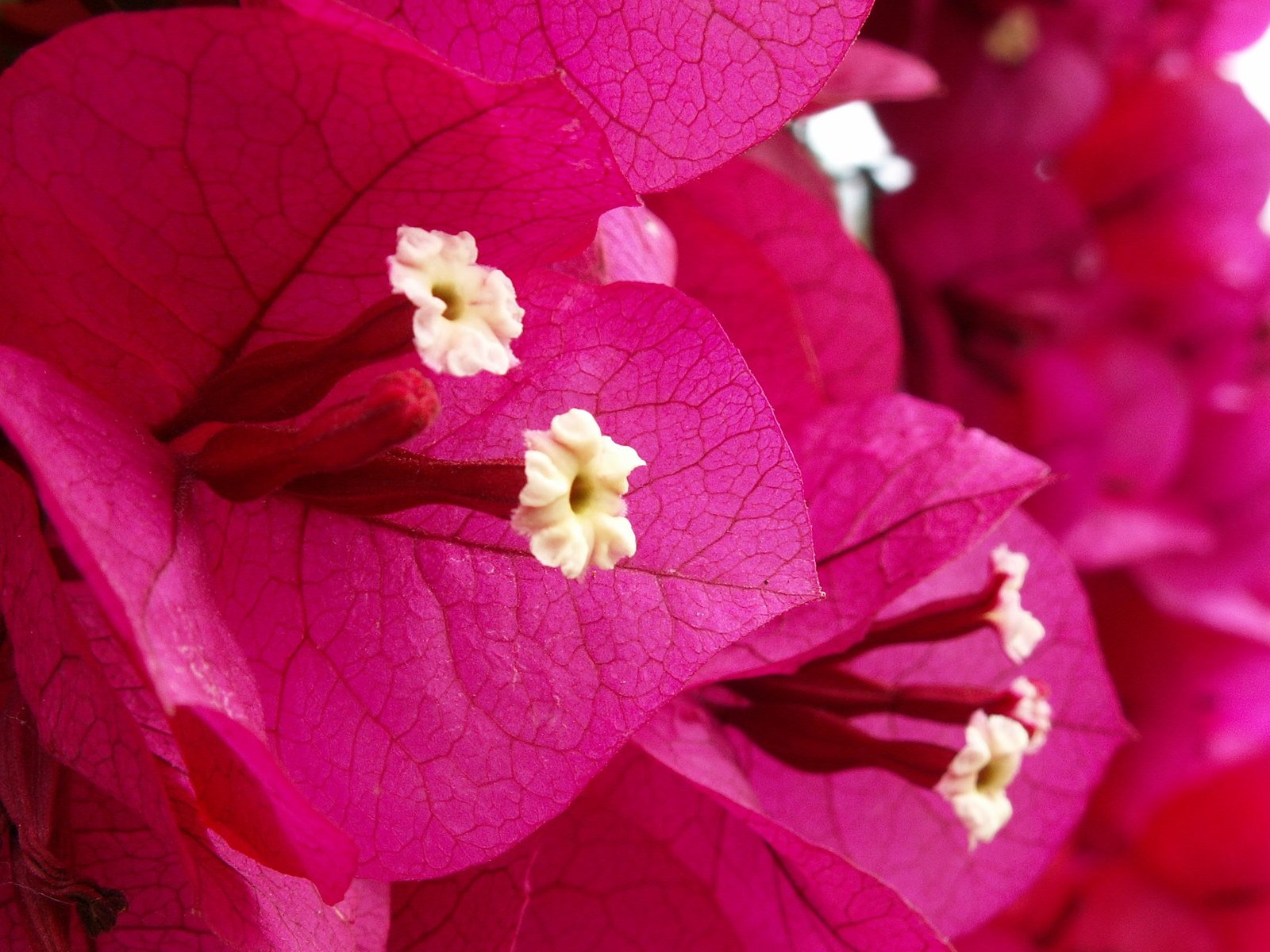 large purple flowers with white flowers on them