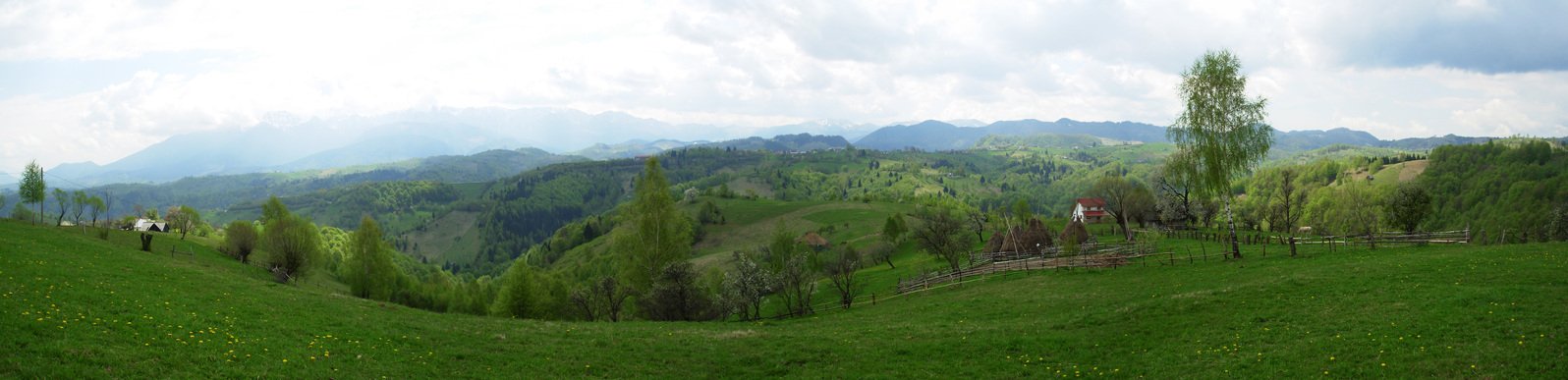 grassy hill with many trees and mountains in the background