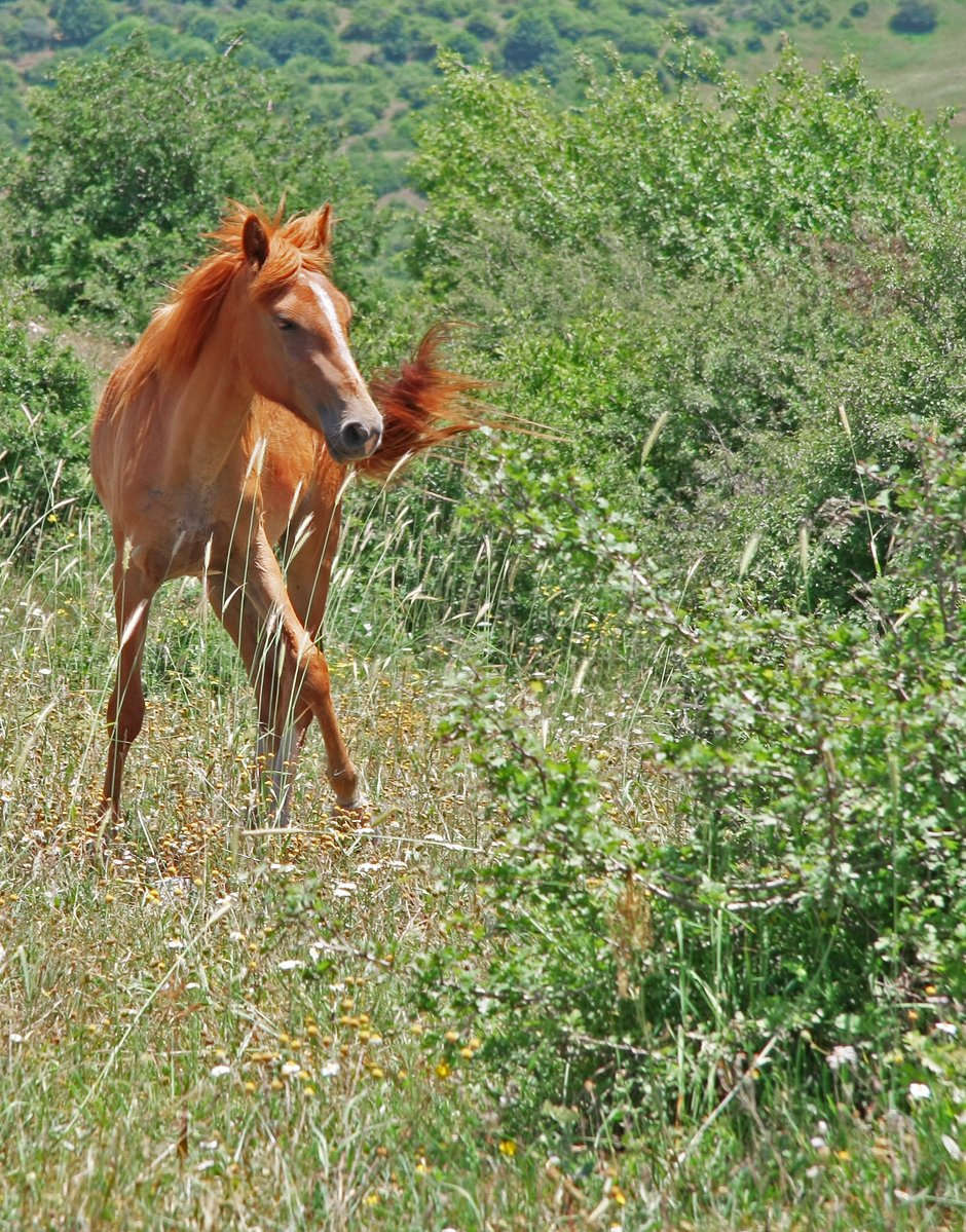 a horse that is standing in the grass