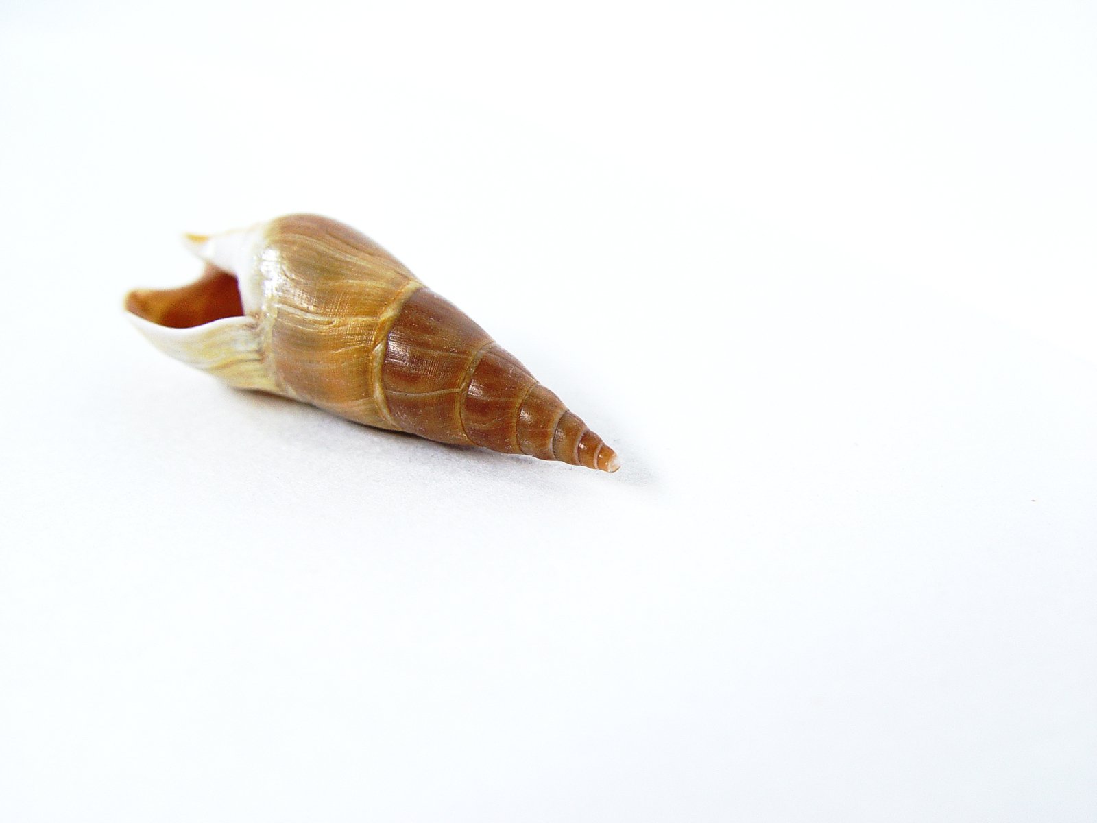 a single glass snail on white table