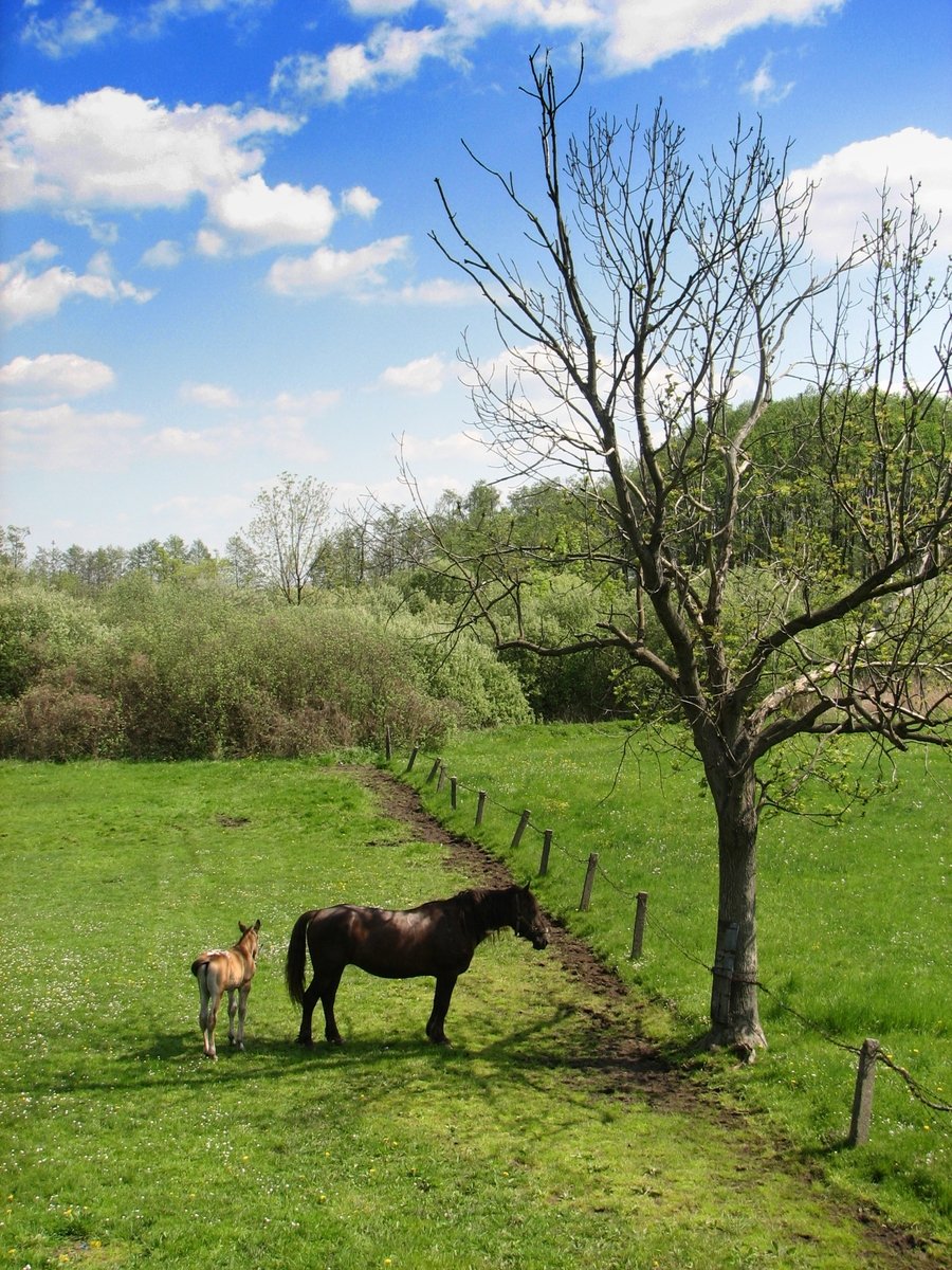 a horse and a foal standing in a grassy field with fence