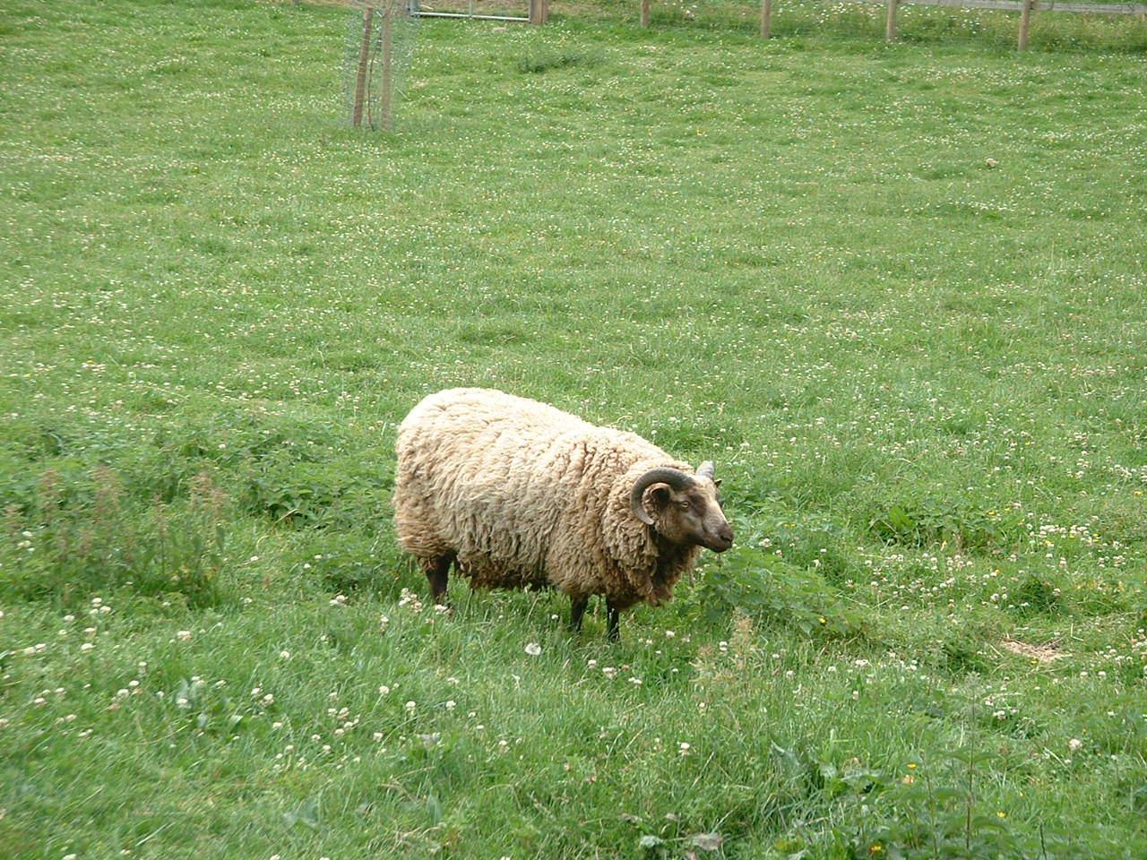 a gy sheep standing in the grass looking away