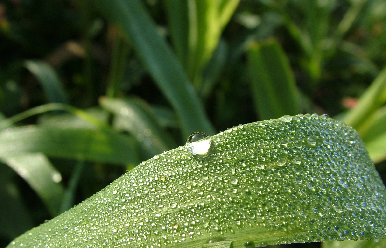 dewdrops on a leaf of grass in the sun