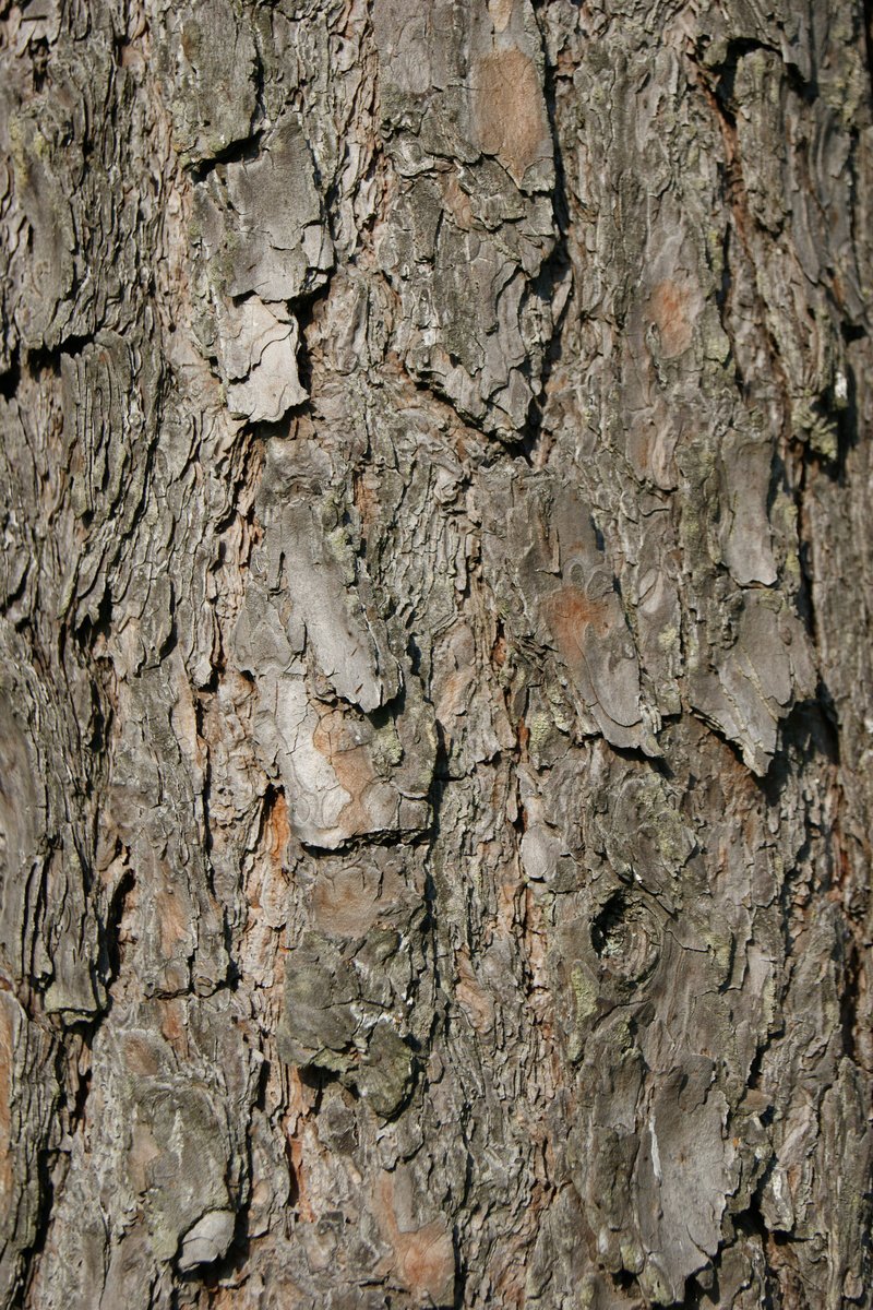closeup of a tree with some chipped brown and white paint