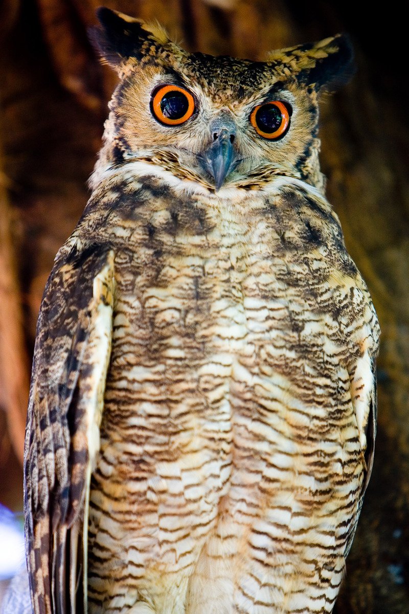 a large owl with orange eyes standing on a tree