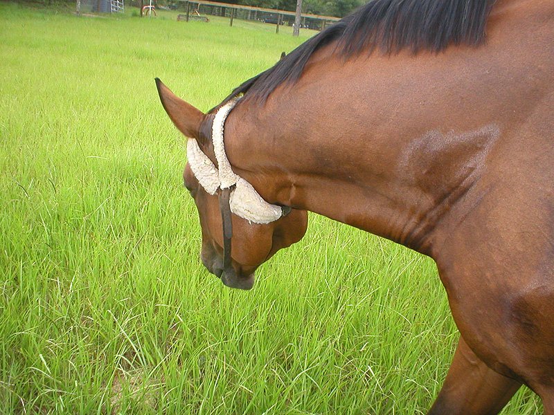 a brown horse with a ring around its neck