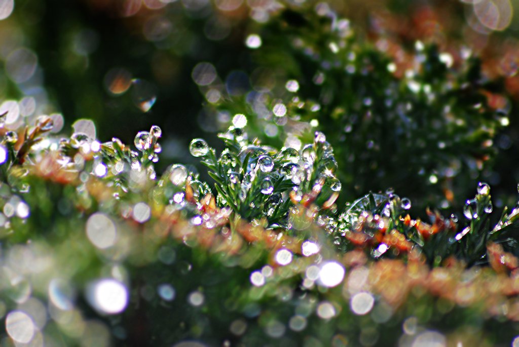a lot of water droplets on some green plants