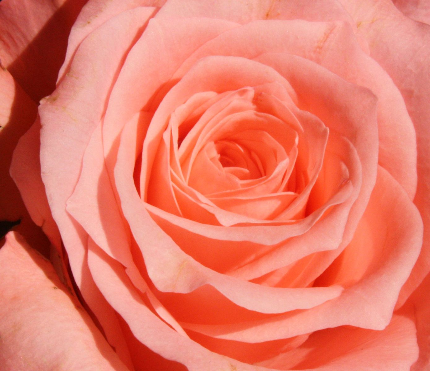 an opened flower, soft pink and white