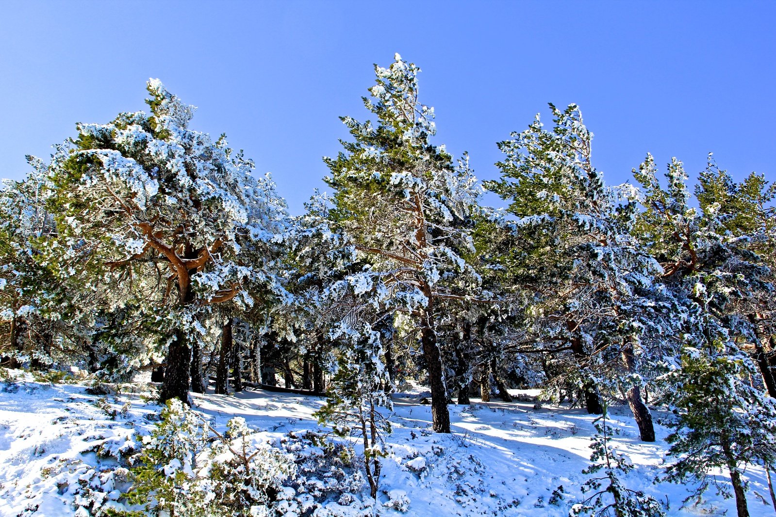 an area with snow covered ground and tall trees