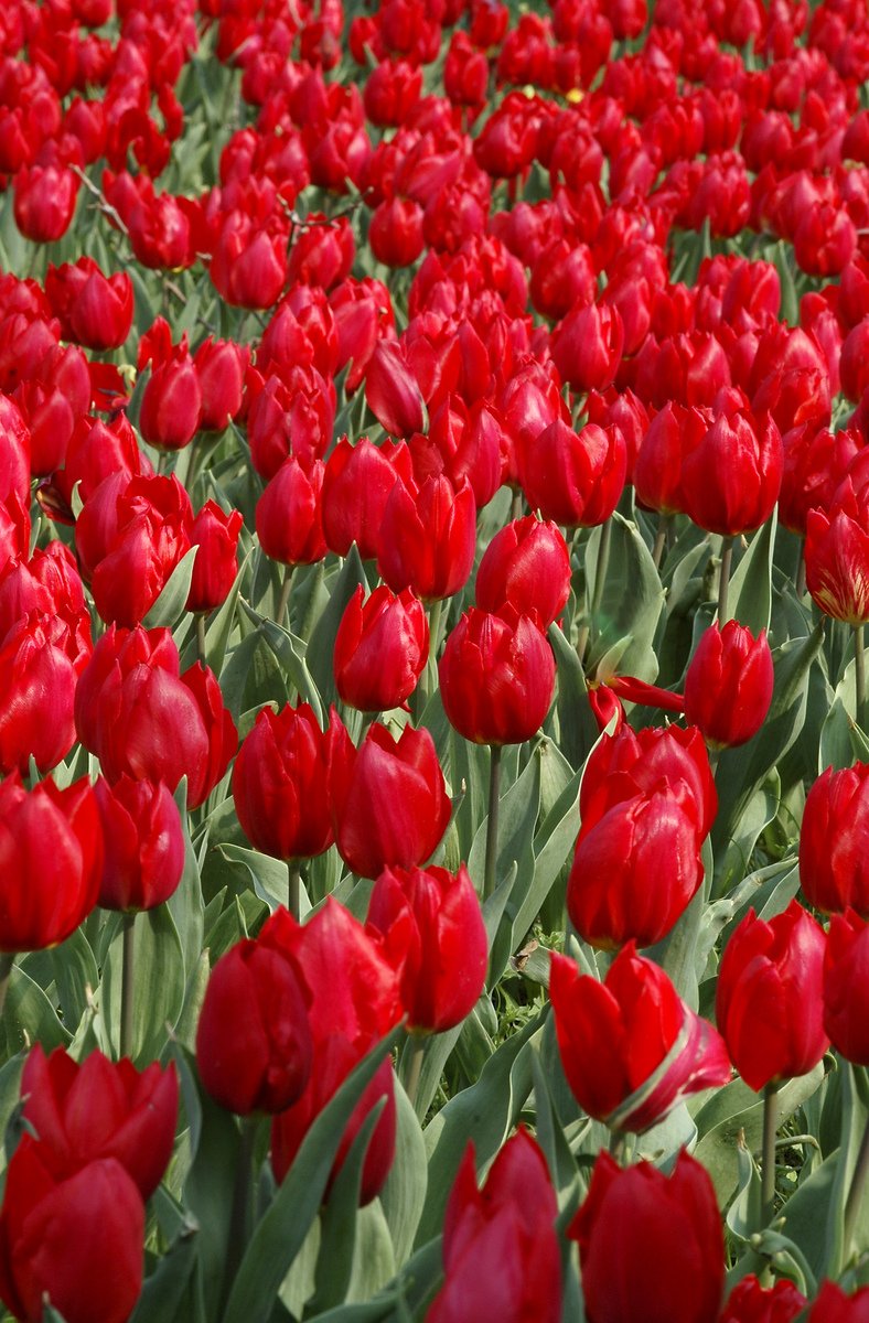 a large field of red flowers that are not blooming