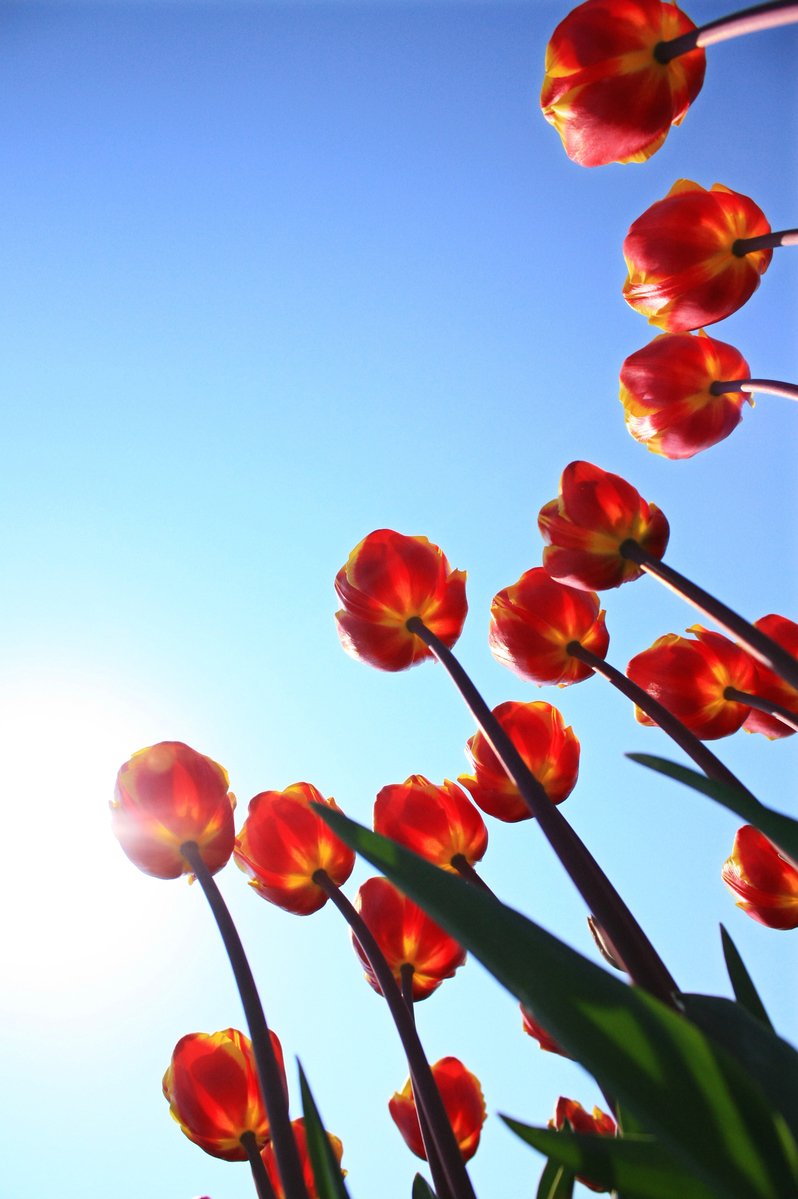 some tulips in a vase that are near the sun
