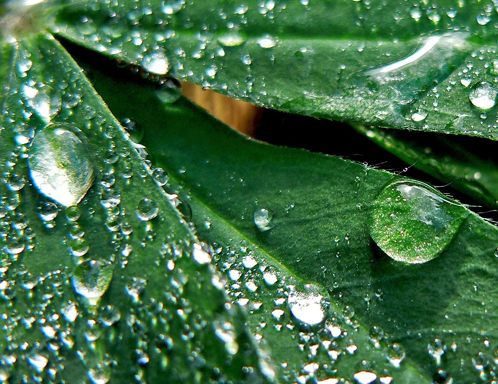 the water drops on leaves is extremely large