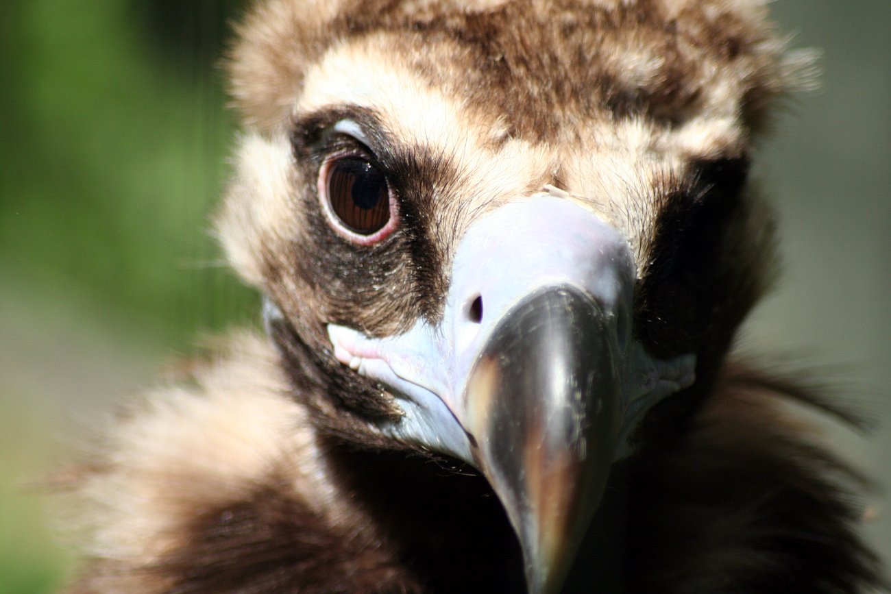 closeup of an exotic bird with a strange look on its face