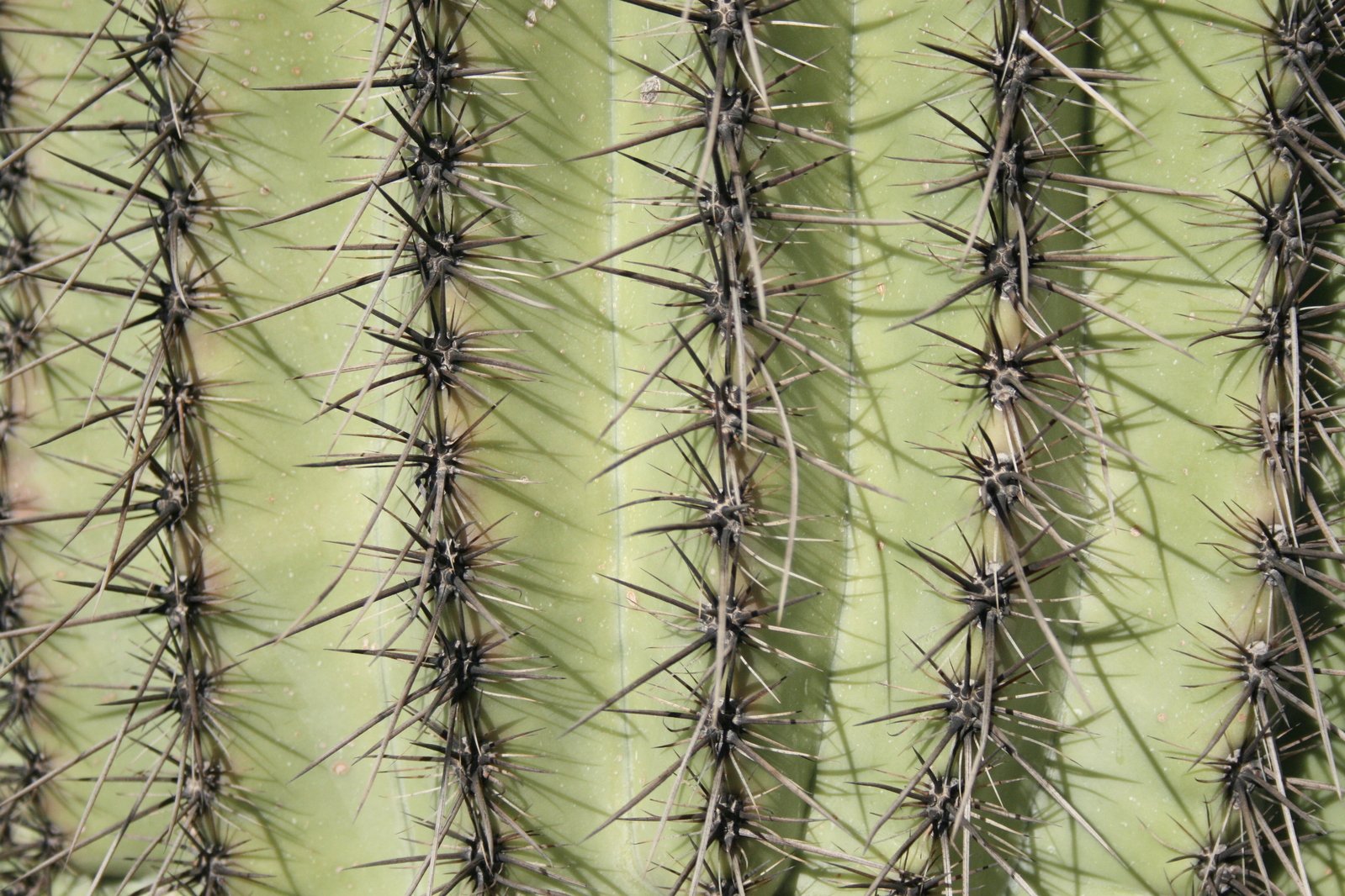 some very large cactus spines on the back of a green plant