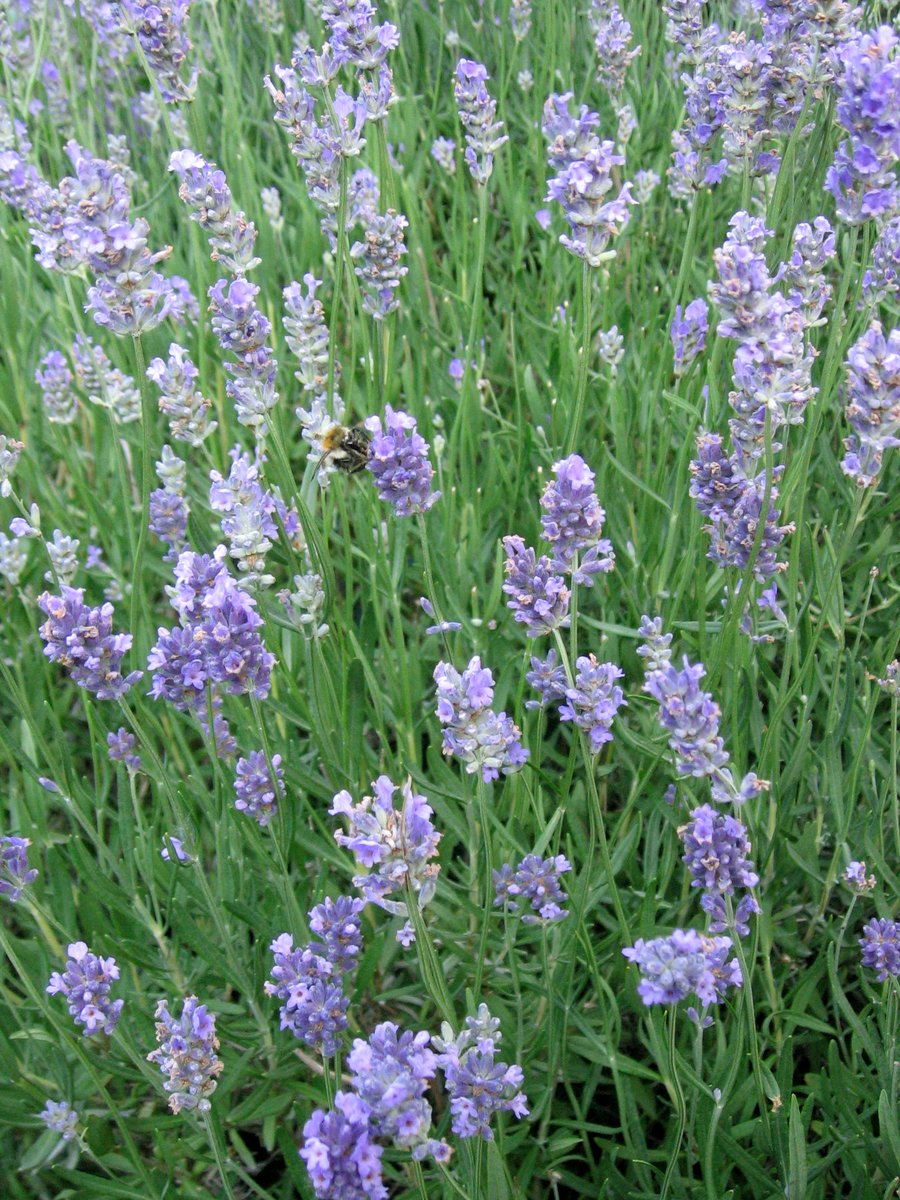 a patch of blue lavenders with a bug on one of the bloomings
