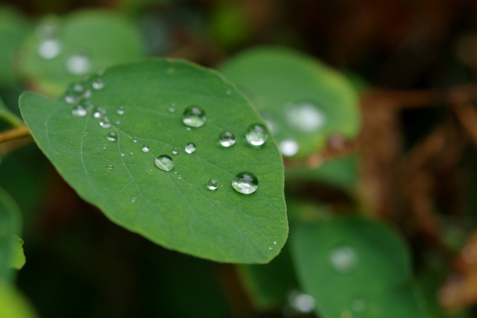 several drops of water on a green leaf