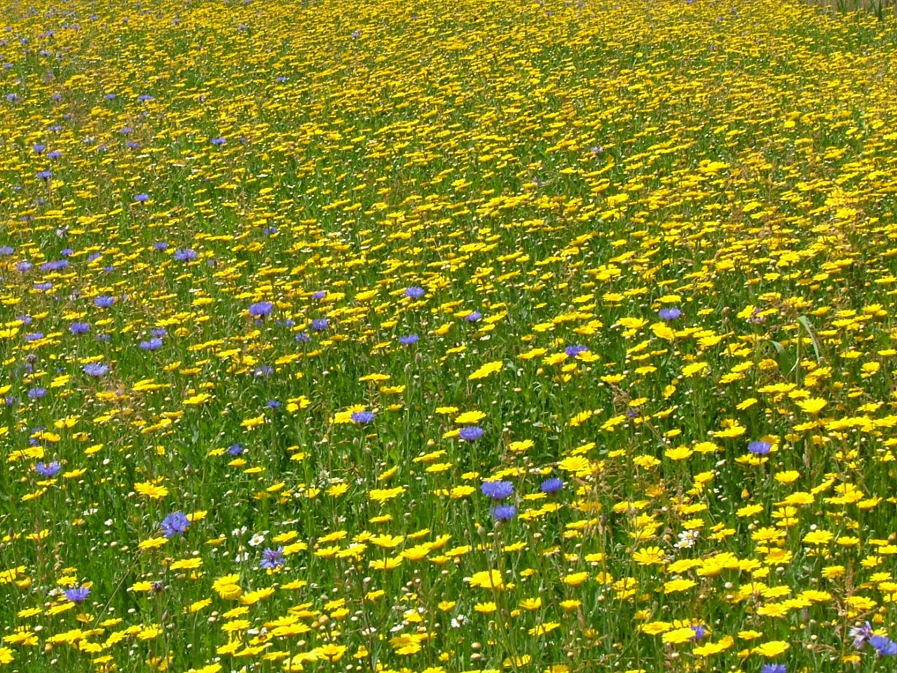 a meadow full of yellow and purple flowers and trees