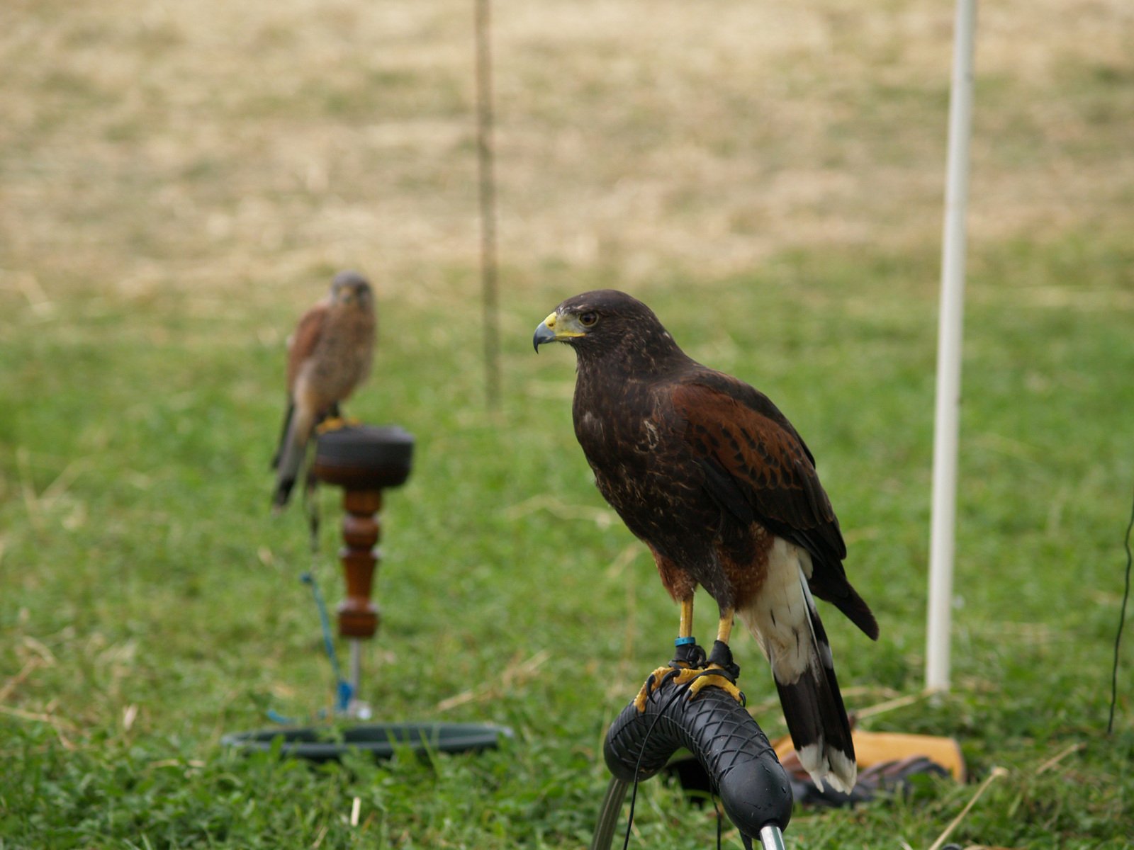 two large birds on display in grassy area