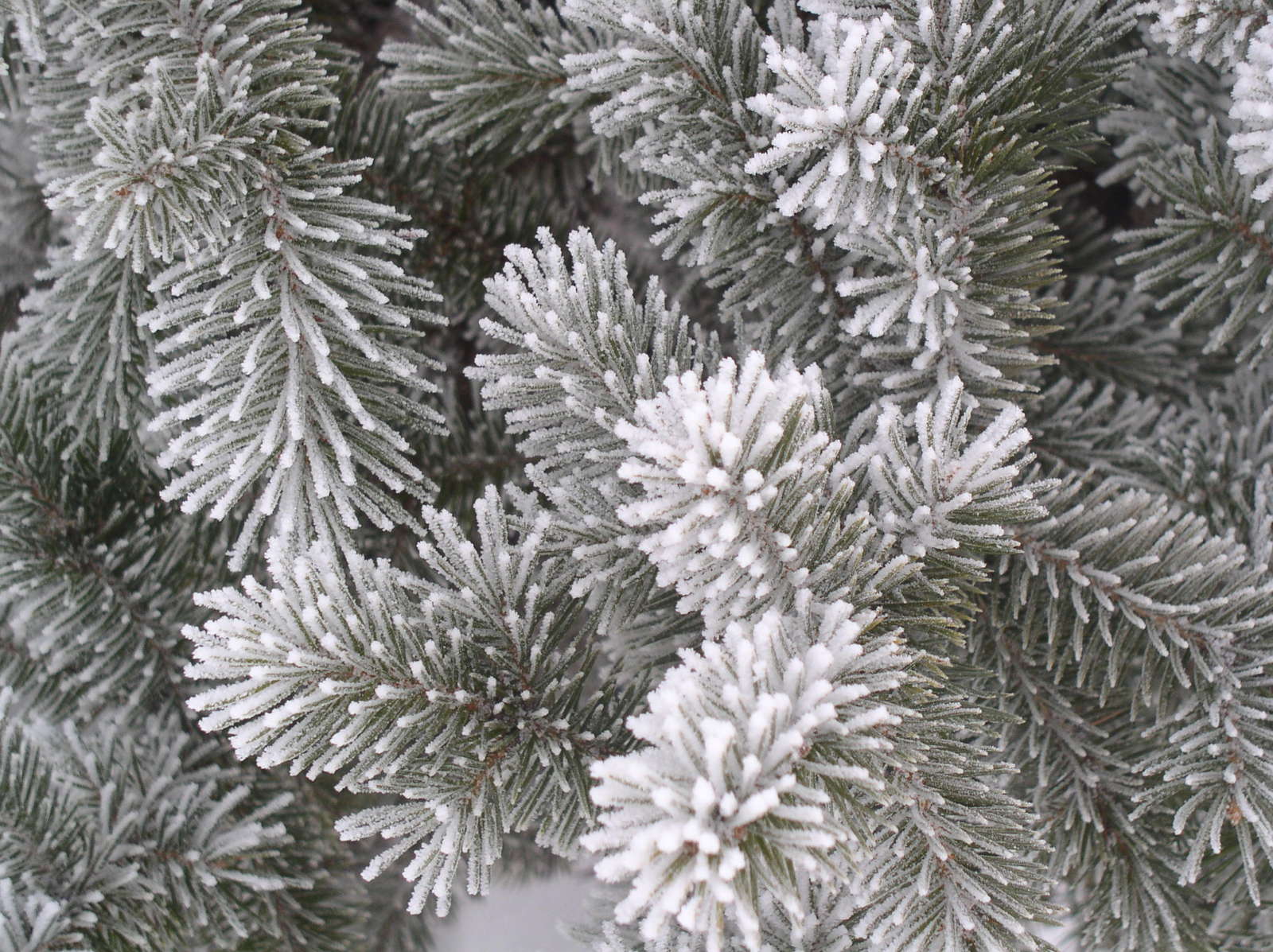 frost covered evergreen needles on display in front of a building