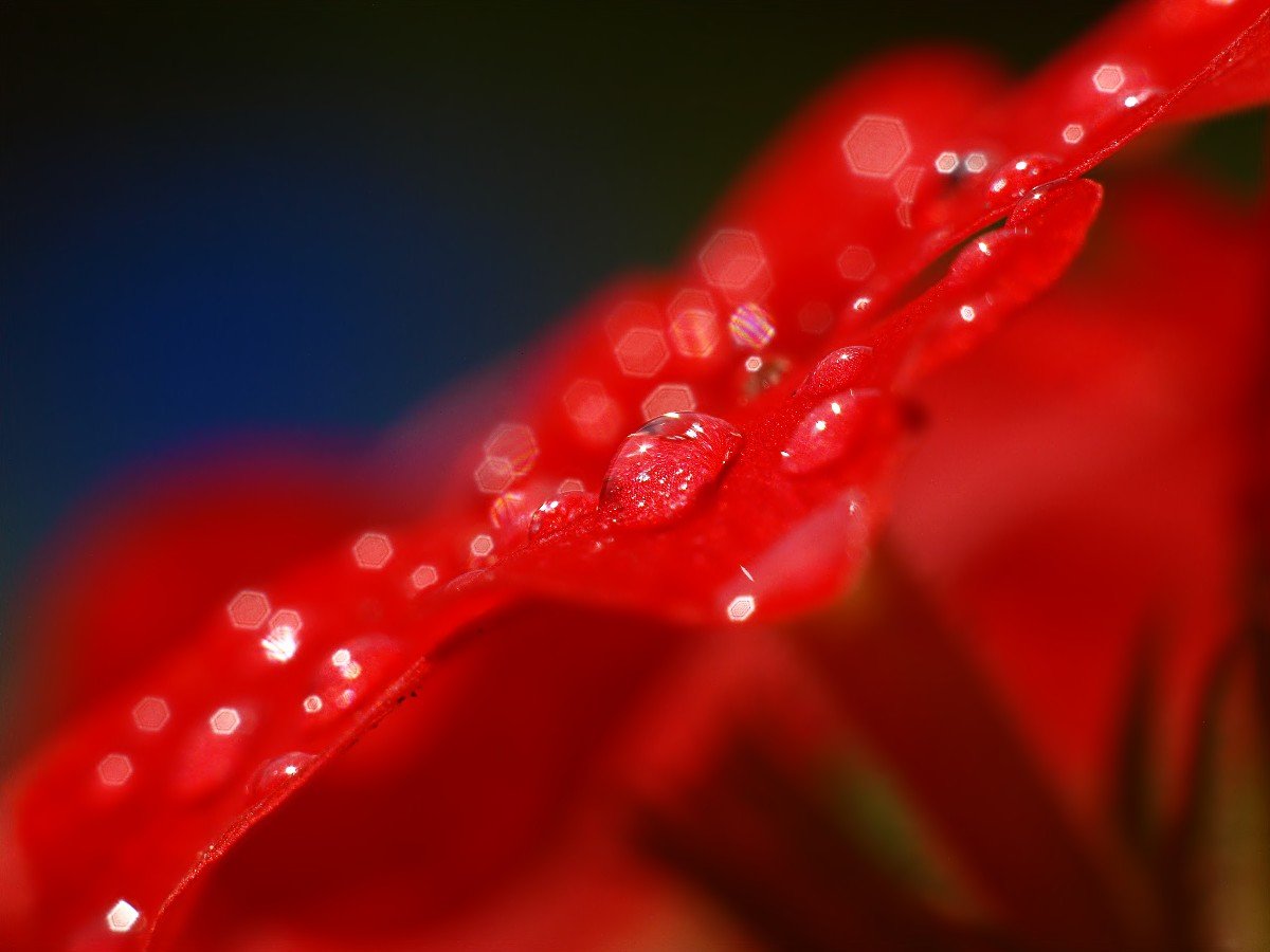 water droplets on a red flower during the day