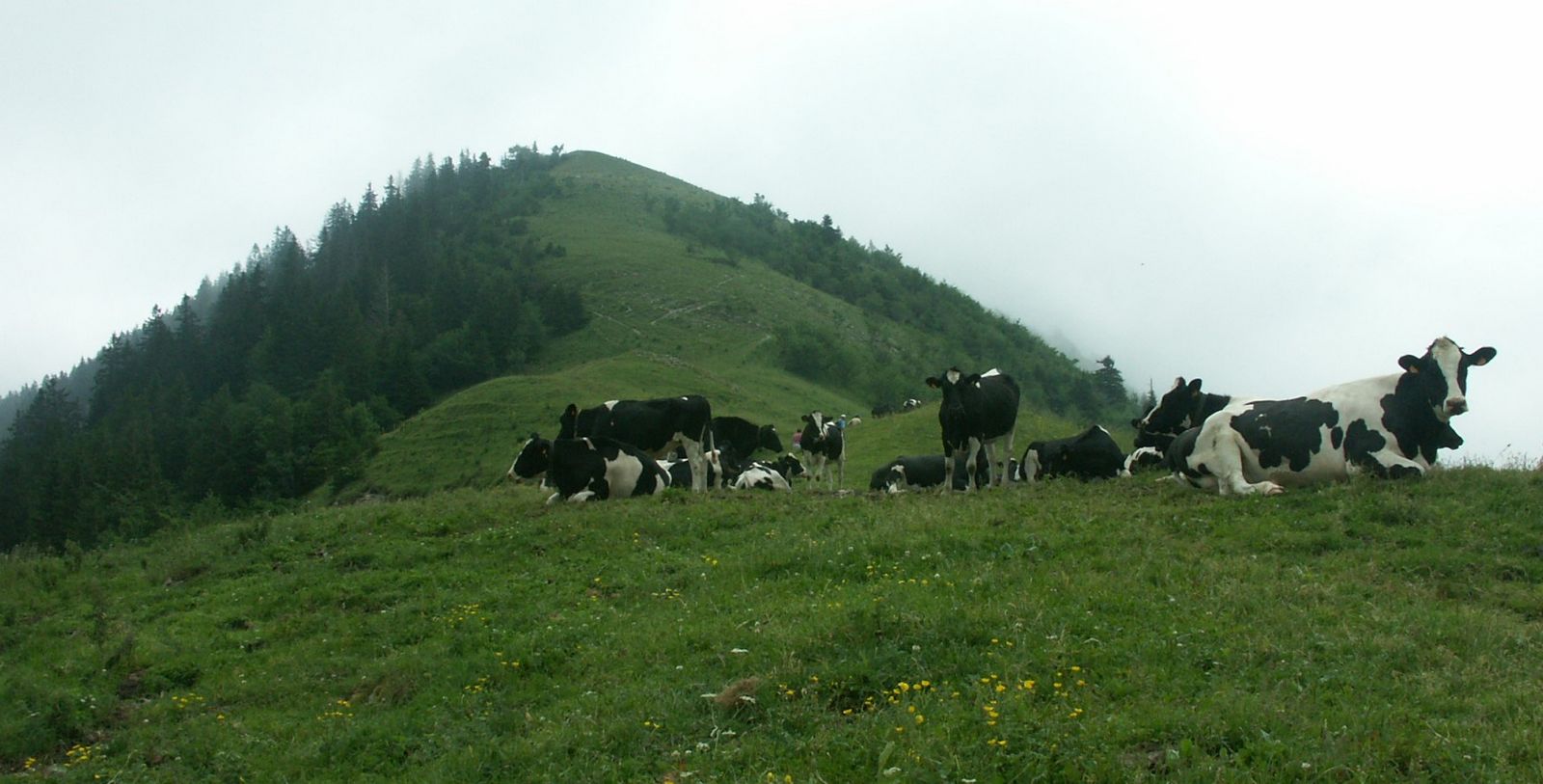 cows standing and sitting on the grass below a hill