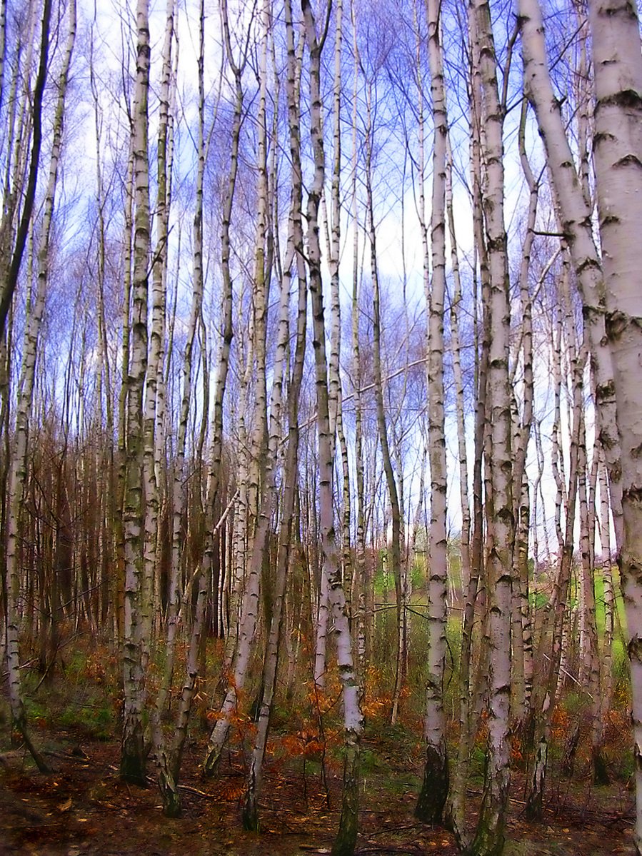 a grove of birch trees stands in the autumn