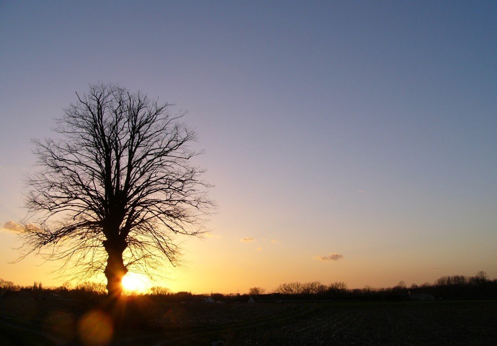 a tree with no leaves at the sun setting
