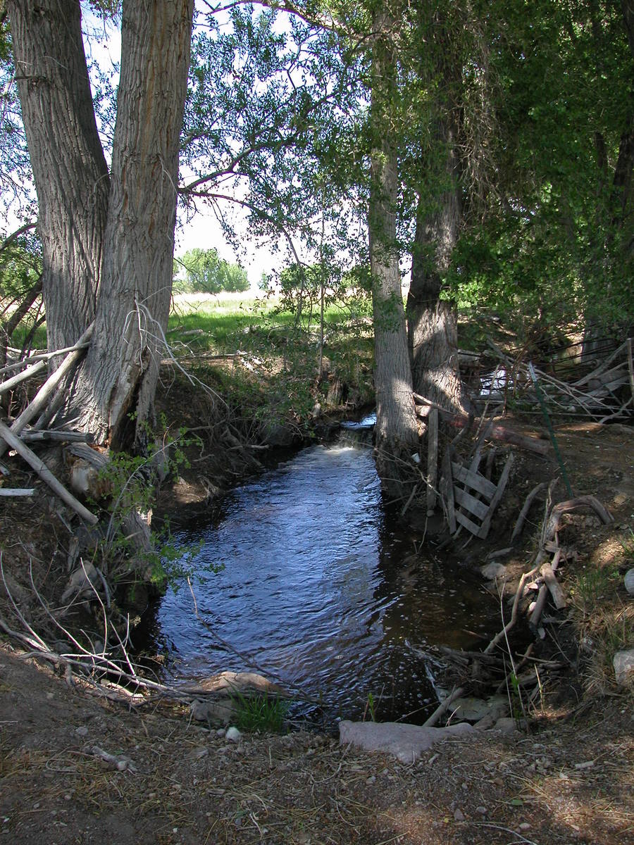 a small stream flowing through a forest